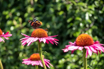 Planting Pollinator-Friendly Flowers