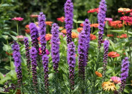 Top 9 Summer Bulbs to Buy Now