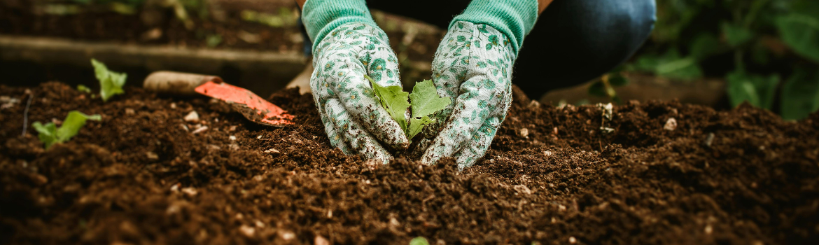 Planting bulbs in fall