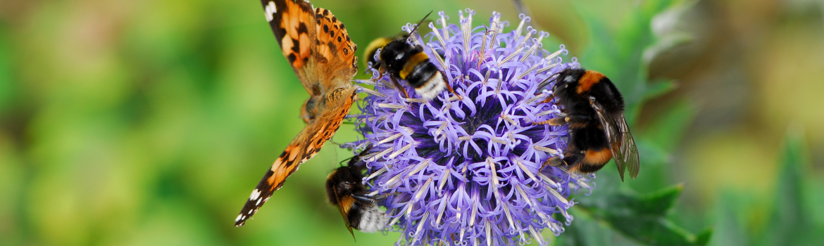 Bees and butterflies garden