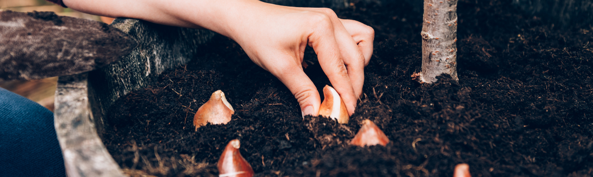 Planting bulbs in fall