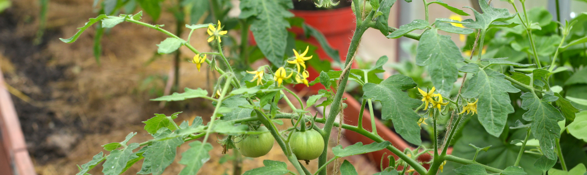 Tomato Plants Garden