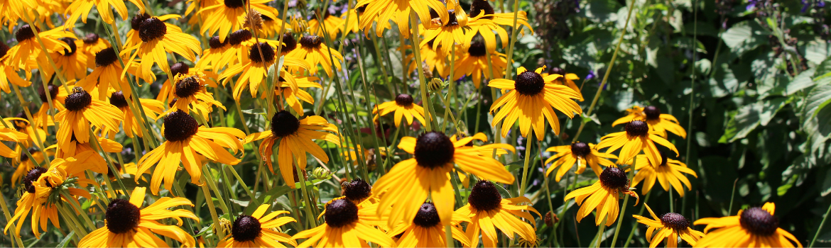 Coneflowers pollinators garden