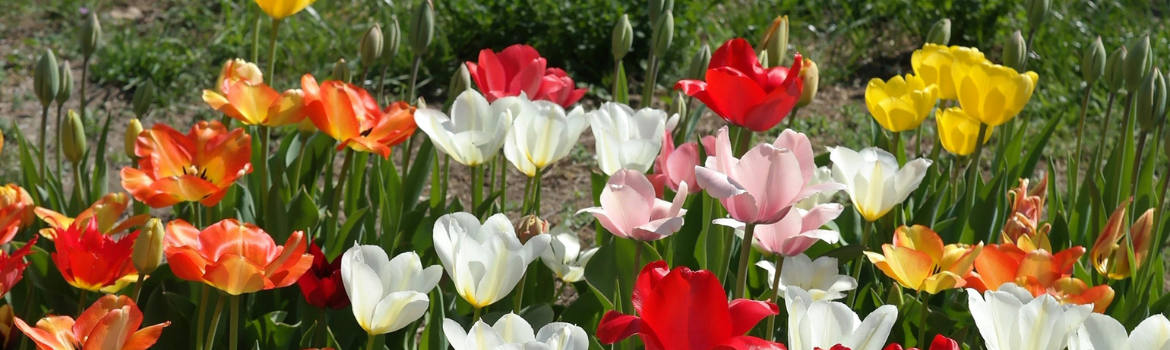 Planting bulbs in fall
