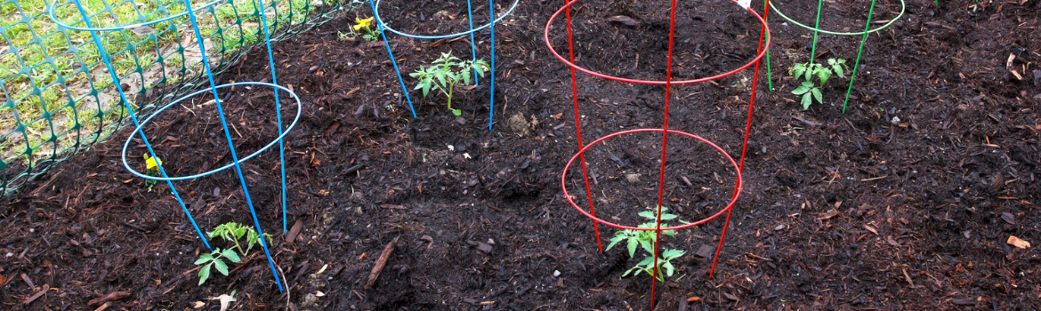 Tomato Cages garden