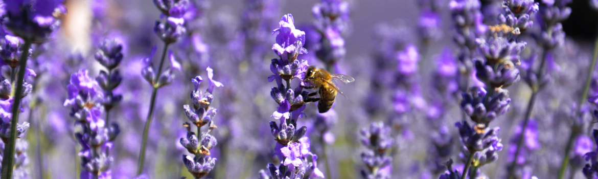 Lavender plants pollinators