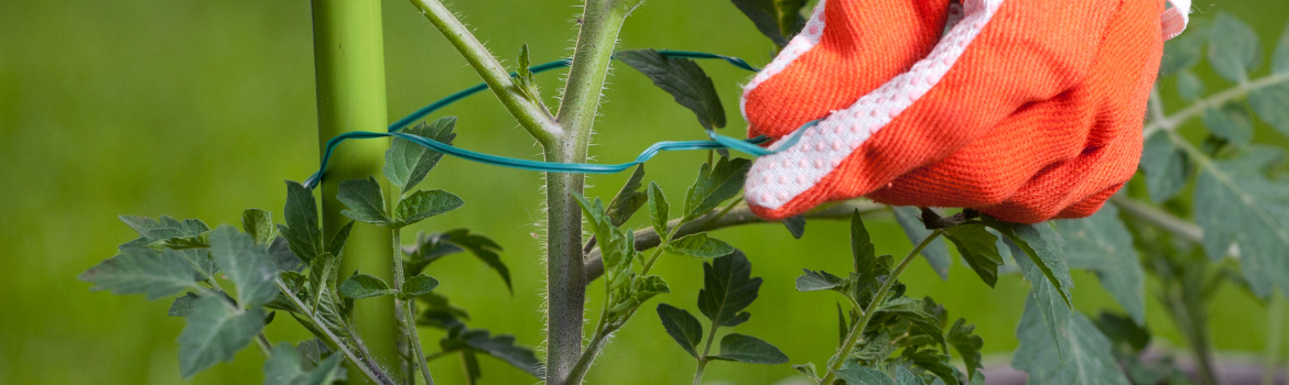 Tomato plants stakes