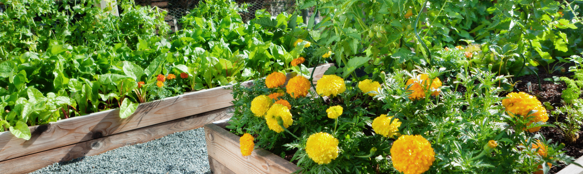 Kitchen garden and flowers 