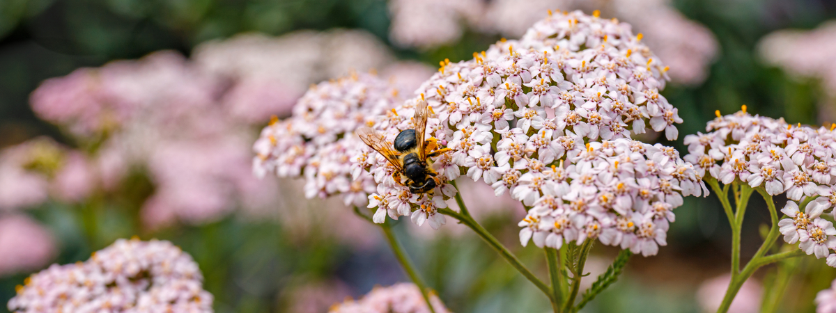 Achillea bee-friendly plants - Garden Centres Canada