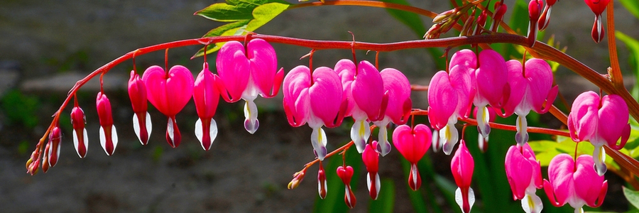 Bleeding heart fuchsia - Garden Centres Canada