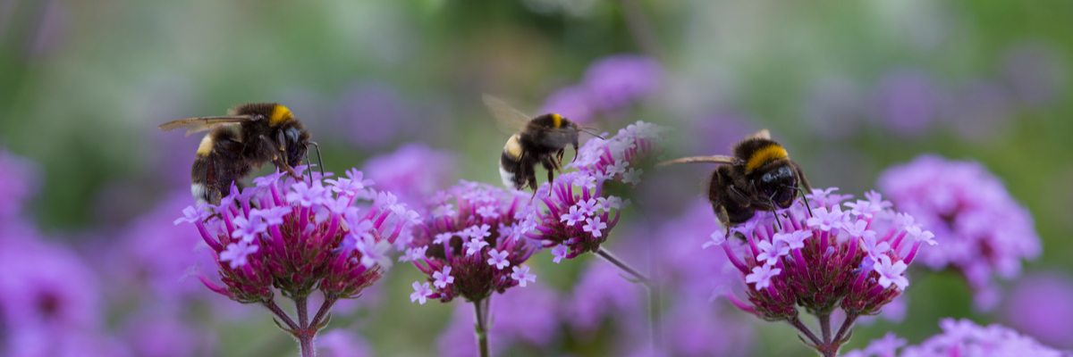 Bumble Bees - Garden Centres Canada