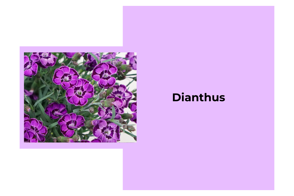 Dianthus - Garden Centres Canada