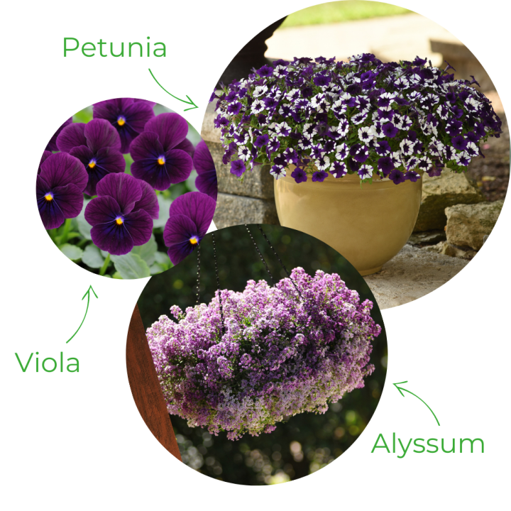 Communities in Bloom - Purple - Garden Centres Canada