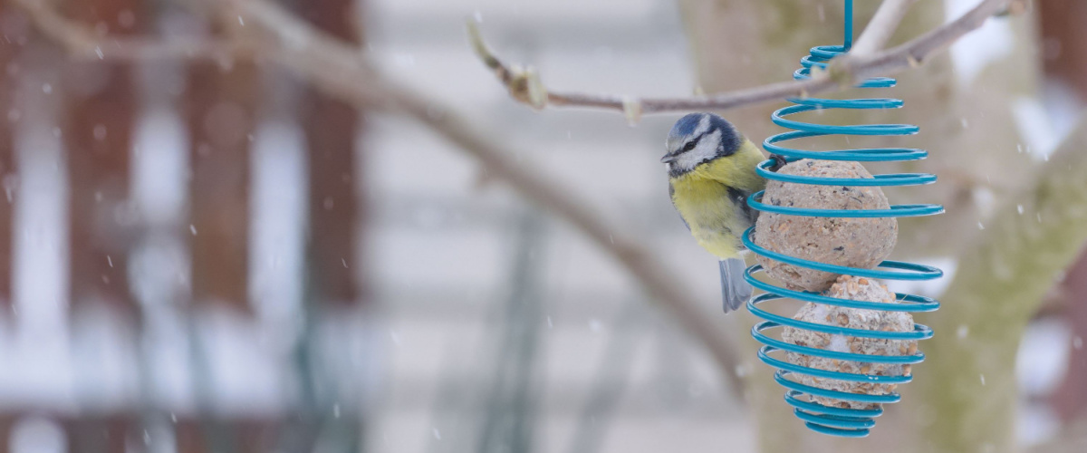 Feed birds in winter - Garden Centres Canada