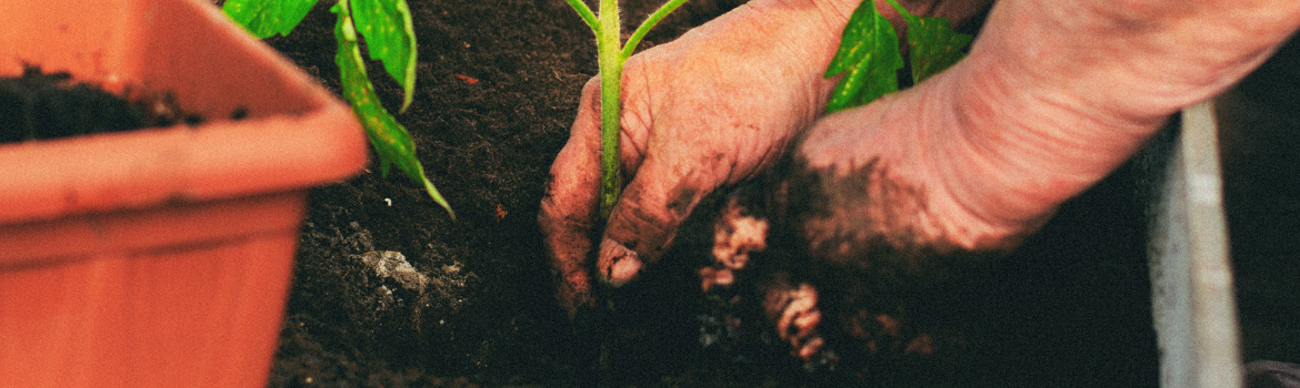 Bury Tomato Stems