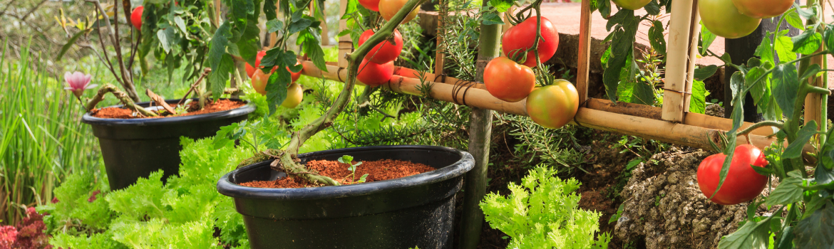 Bury Tomato Stems