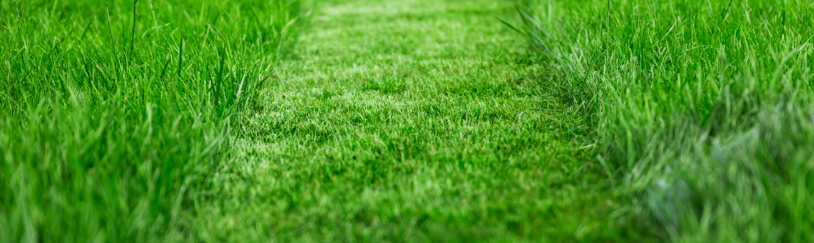 Keep Grass Healthier in the Summer Heat 