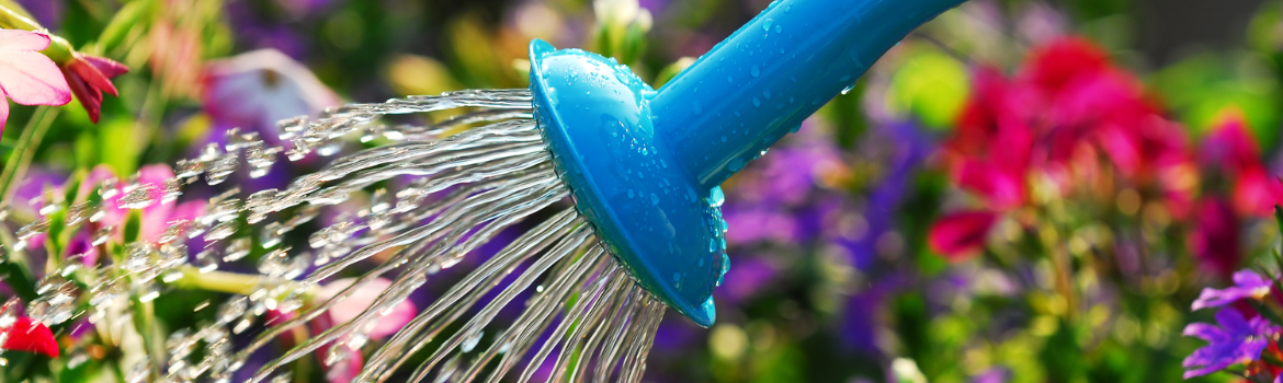 Watering in autumn