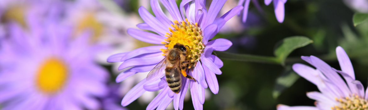 Pollinator Garden