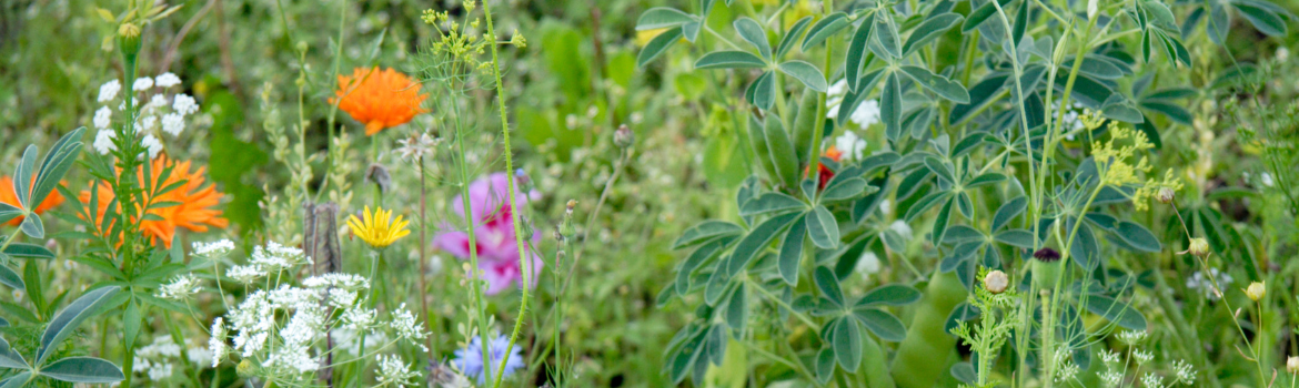 Wild patch garden