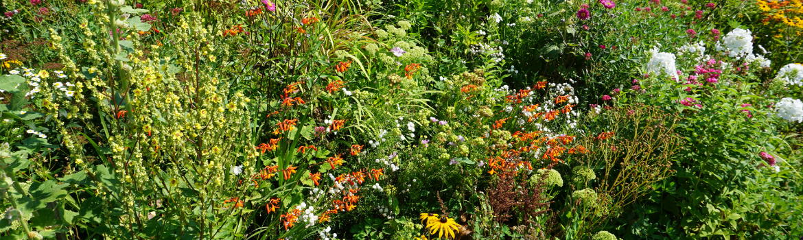 Pollinator Garden
