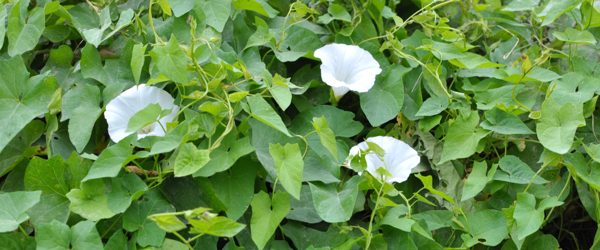 Hedge Bindweed - Garden Centres Canada