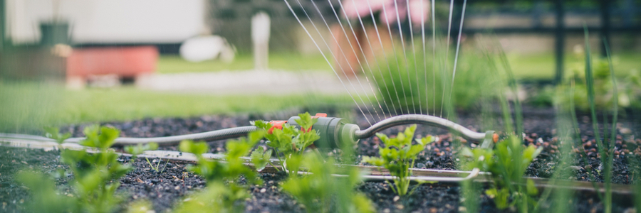 How to water your plants in Summer - Garden Centres Canada