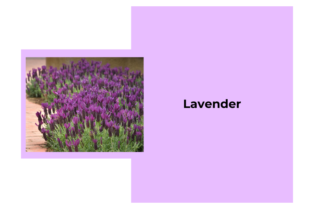 Lavender - Garden Centres Canada