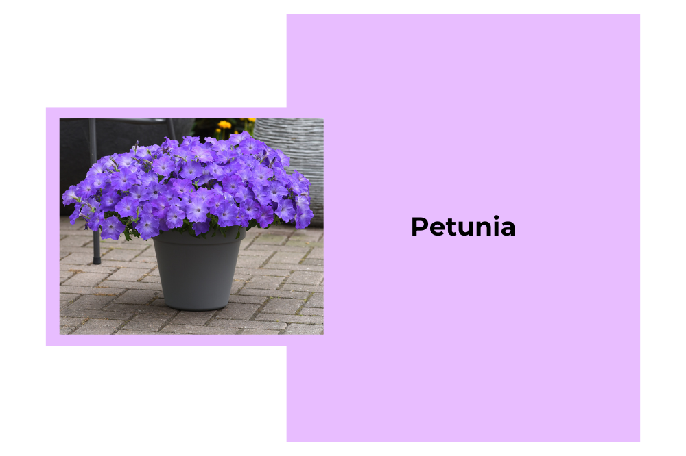 Petunia - Garden Centres Canada