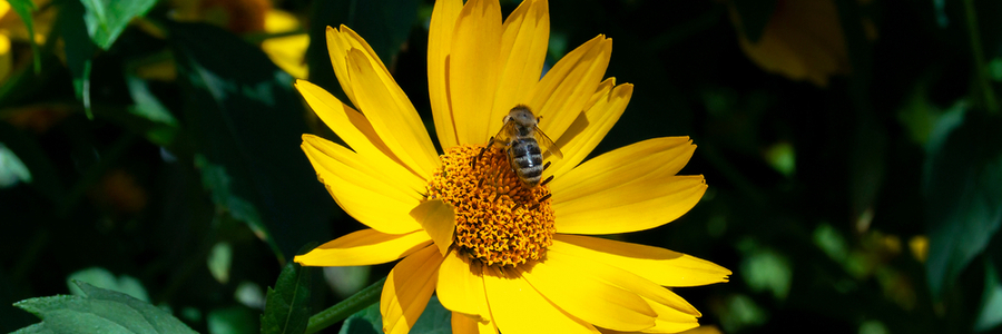Pollinator-friendly plants - Garden Centres Canada