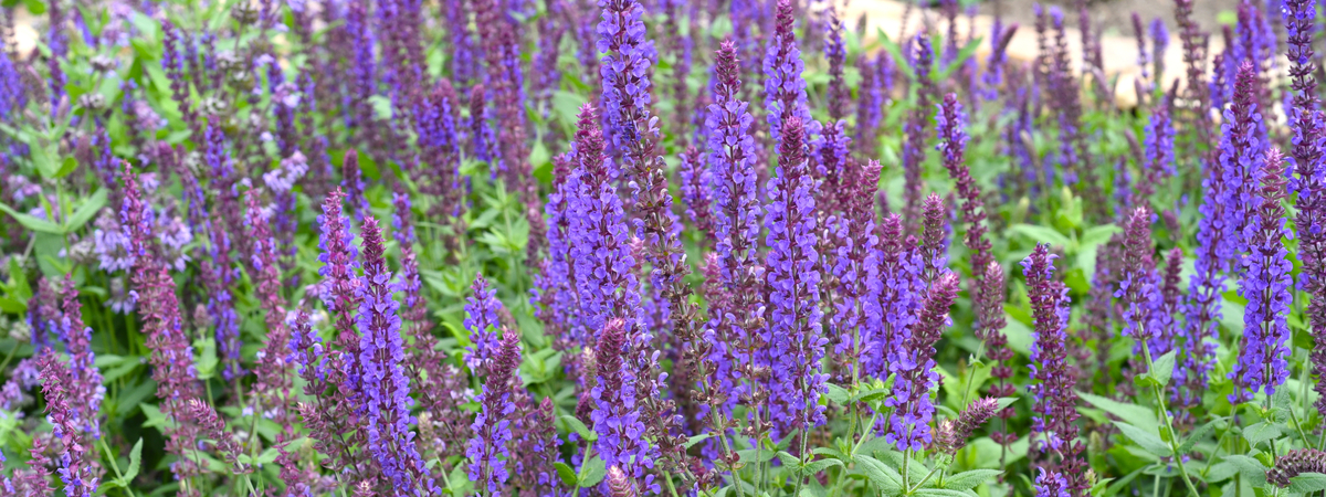 Salvia - Garden Centres Canada