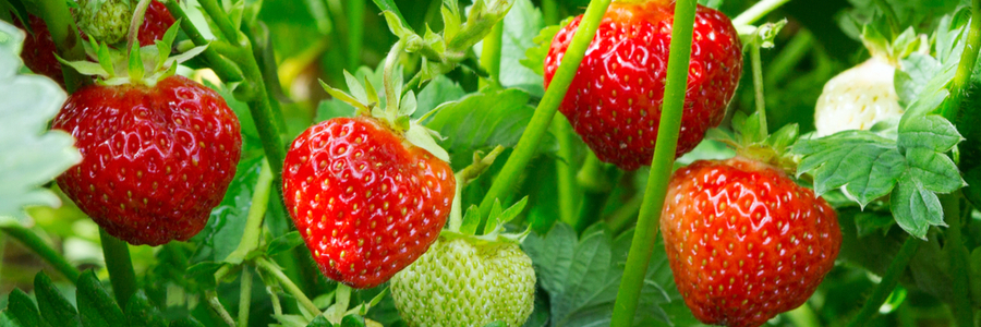 Strawberries kitchen garden - Garden Centres Canada