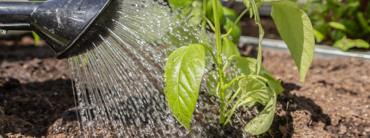 Water garden plants - Garden Centres Canada