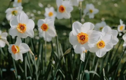 15 Gardening Tips for April 15 Gardening Tips for April