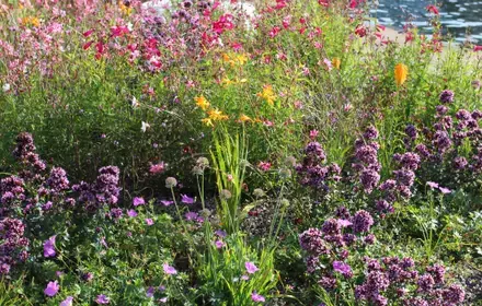 15 Gardening Tips for August