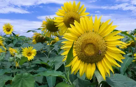 15 Gardening Tips for July
