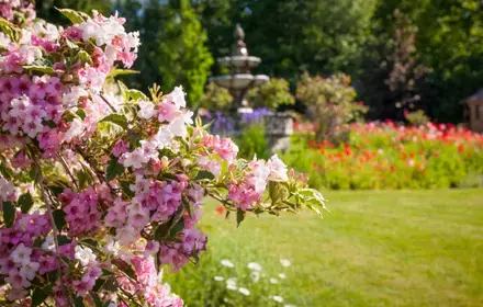 15 Gardening Tips for June