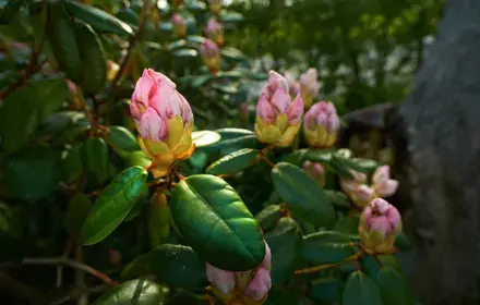 15 Gardening Tips for May