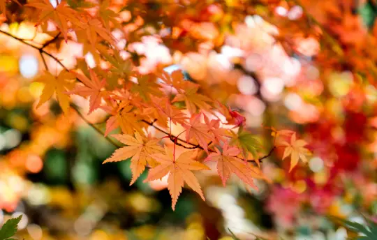 15 Gardening Tips for November