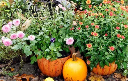 15 Gardening Tips for October