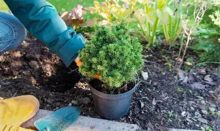 15 Gardening Tips for September