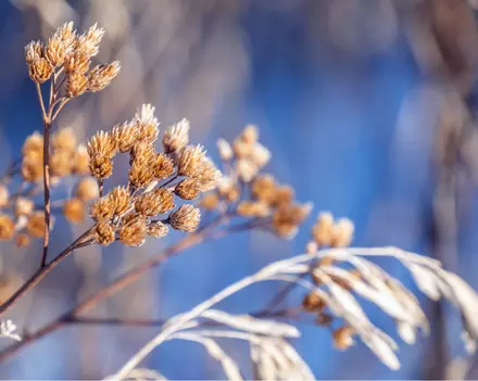 15 January Gardening Tips 15 January Gardening Tips