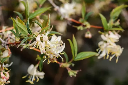 5 Fragrant Plants To Grow In Your Garden