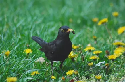 6 Ways to Attract Wildlife to Your Garden