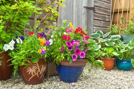 7 Container Gardening Mistakes to Avoid