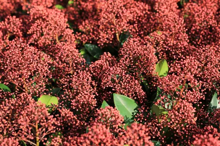 7 tips for a strong skimmia!