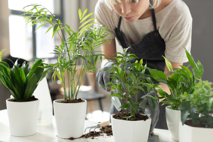 A Guide to Nurturing Your Indoor Tropical Plants