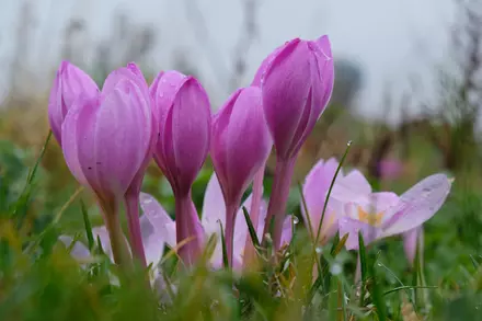 Autumn is the Time to Plant Spring Bulbs