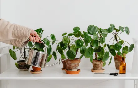 Begin Waking Up Your Houseplants
