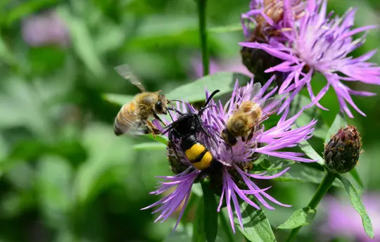 Bring on the buzz!